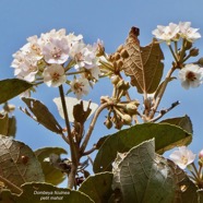 Dombeya ficulnea.petit mahot.( inflorescence avec fleurs mâles ) malvaceae.endémique Réunion..jpeg